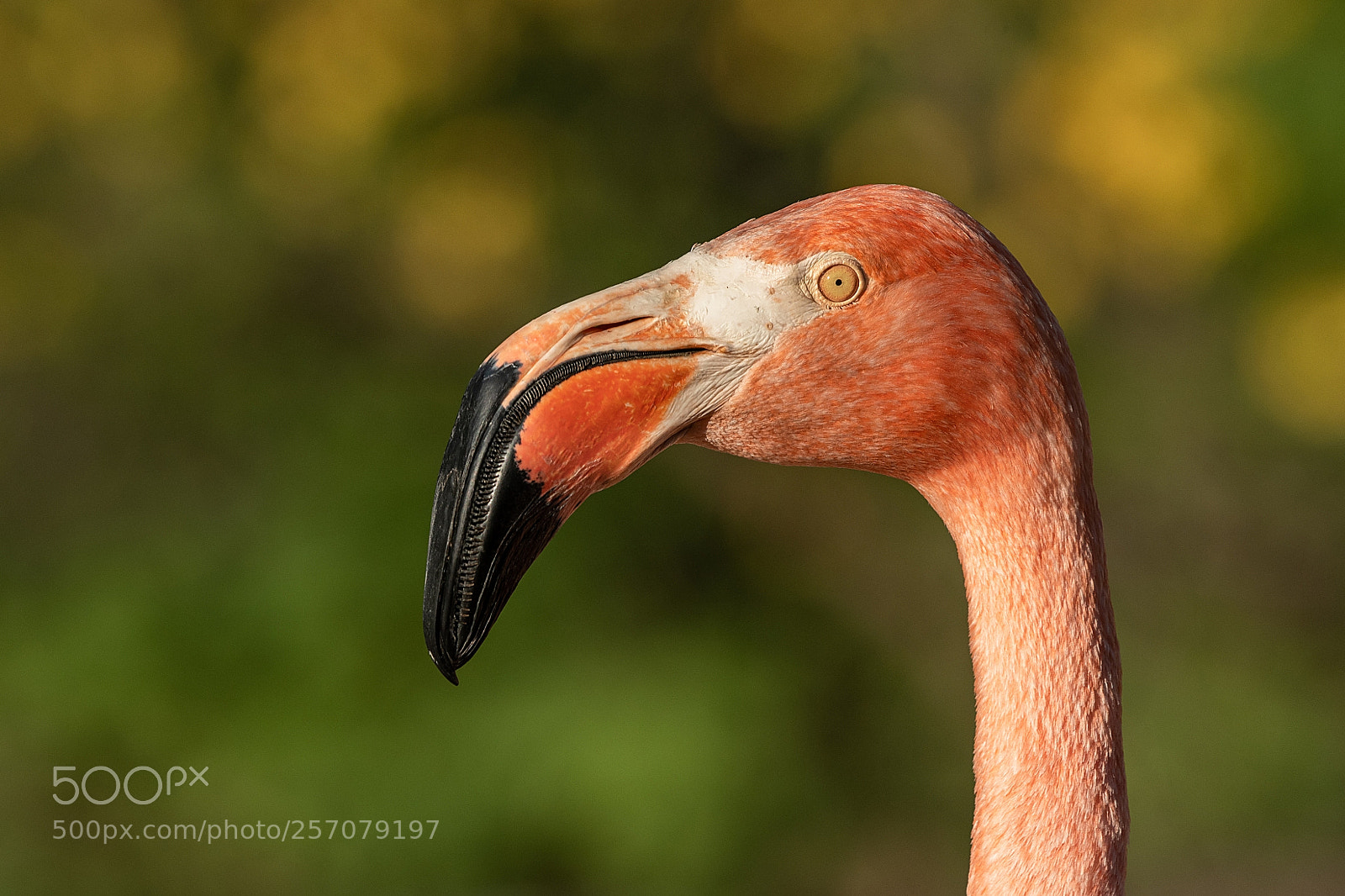 Nikon D500 sample photo. Phoenicopterus ruber photography