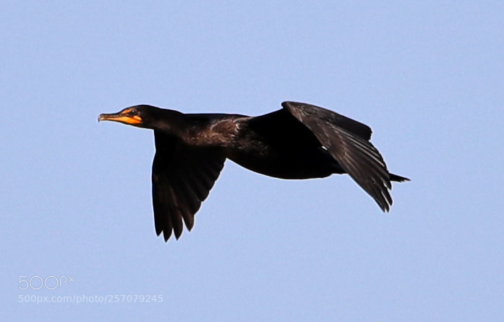 Canon EOS-1D X Mark II sample photo. 05-08-18-0016700.jpg photography