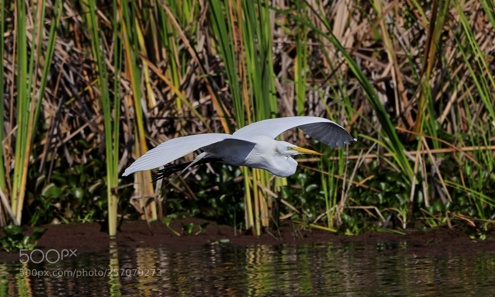 Canon EOS-1D X Mark II sample photo. 05-08-18-0016695.jpg photography