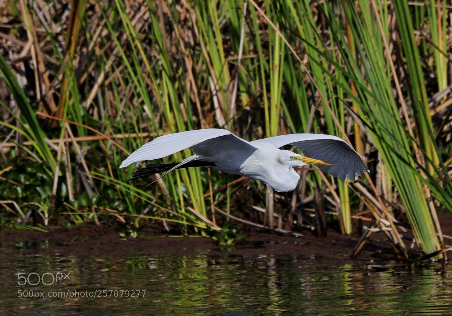 Canon EOS-1D X Mark II sample photo. 05-08-18-0016694.jpg photography