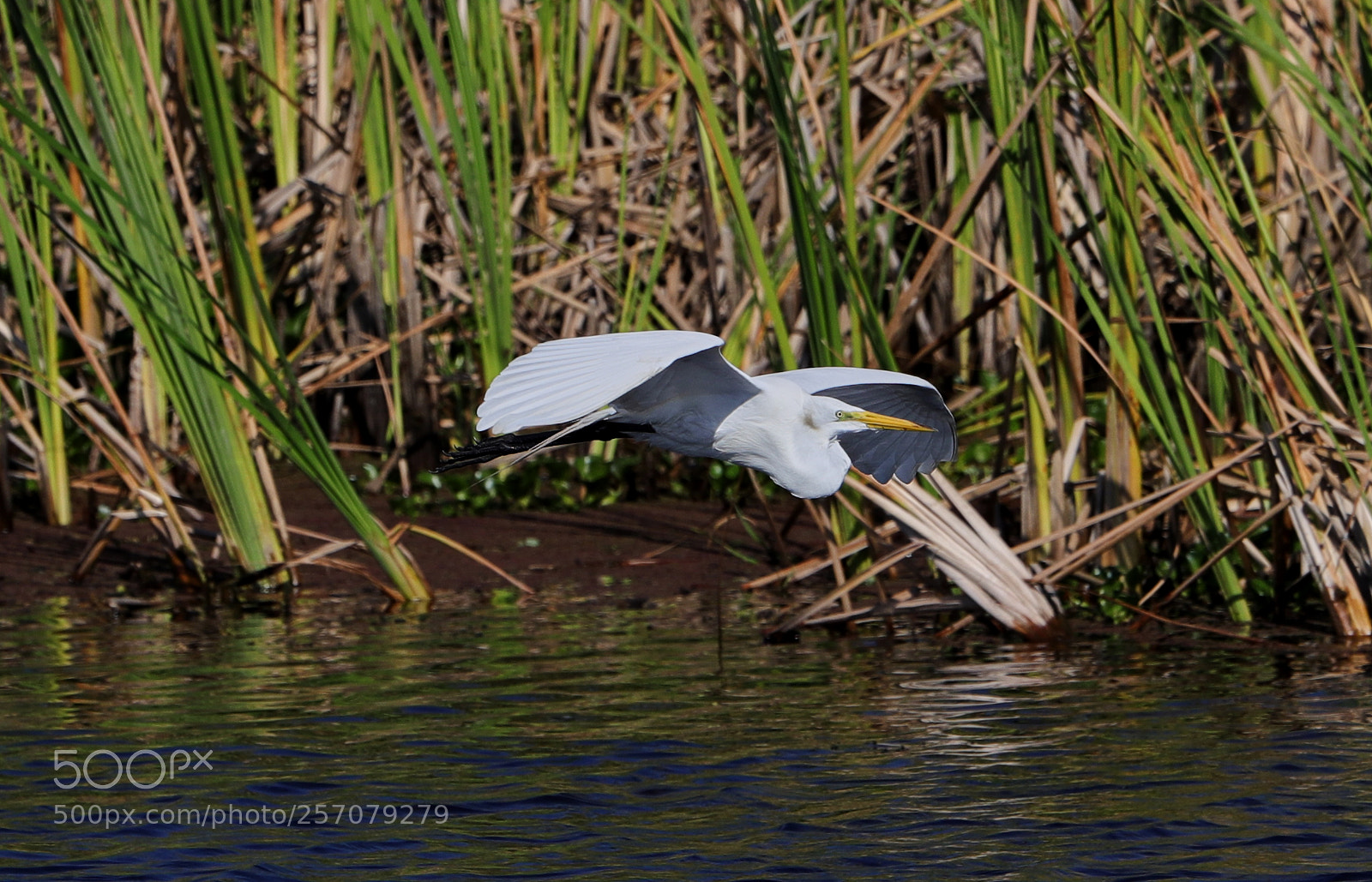 Canon EOS-1D X Mark II sample photo. 05-08-18-0016693.jpg photography