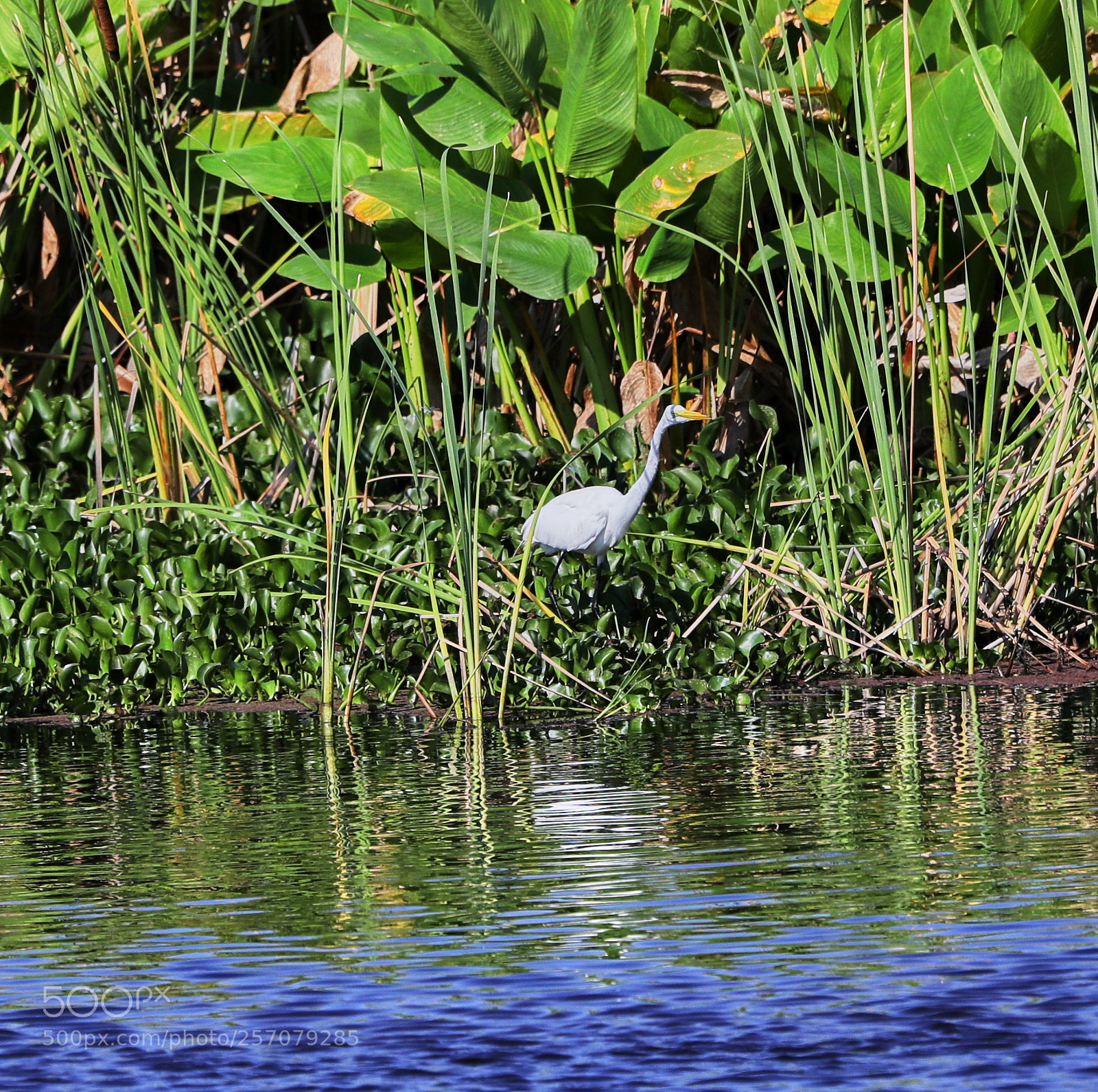 Canon EOS-1D X Mark II sample photo. 05-08-18-0016698.jpg photography
