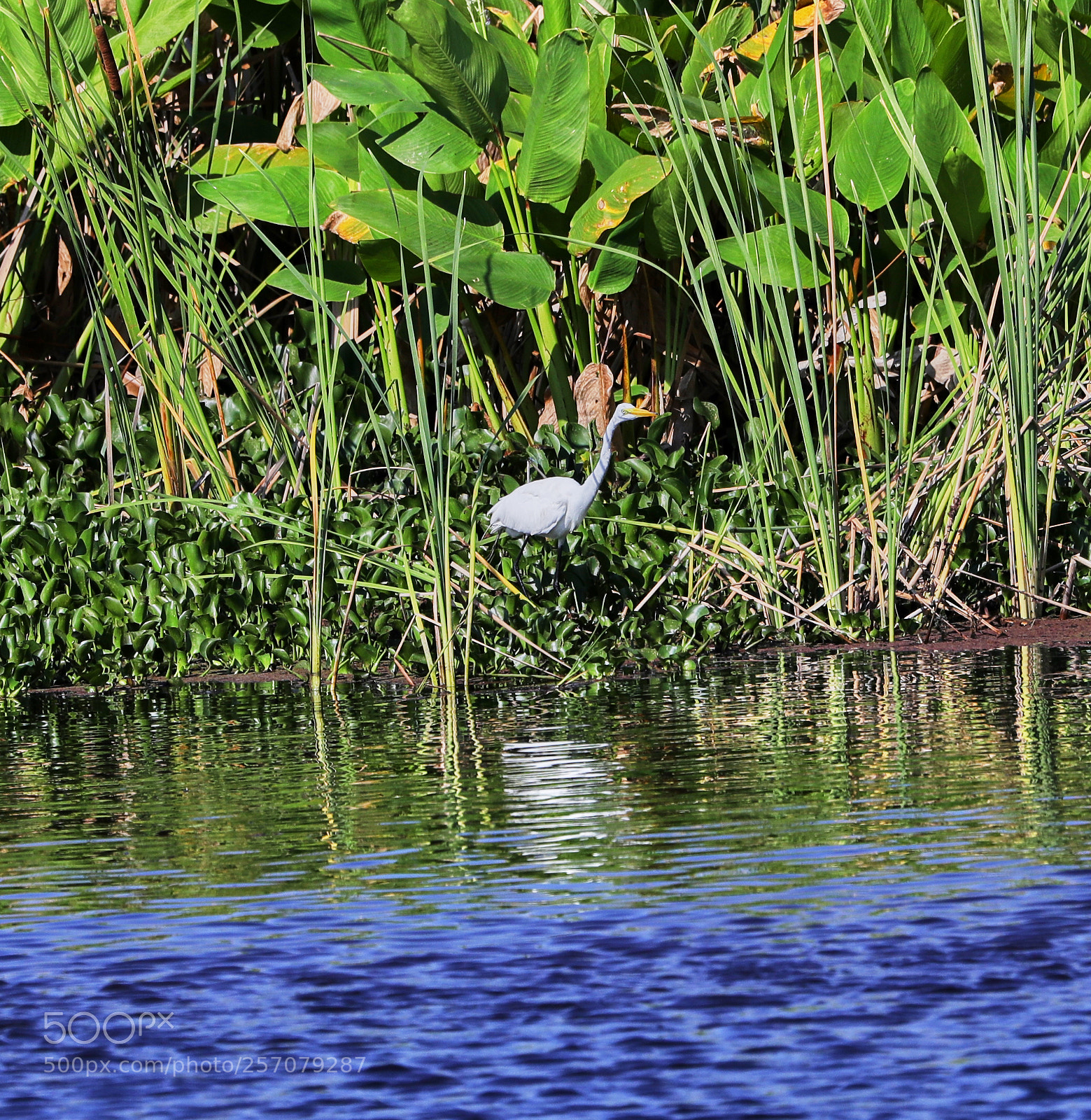 Canon EOS-1D X Mark II sample photo. 05-08-18-0016699.jpg photography
