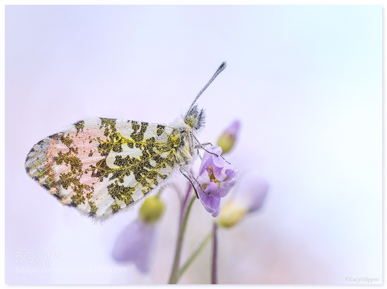 Olympus OM-D E-M5 sample photo. Orange tip with dew... photography