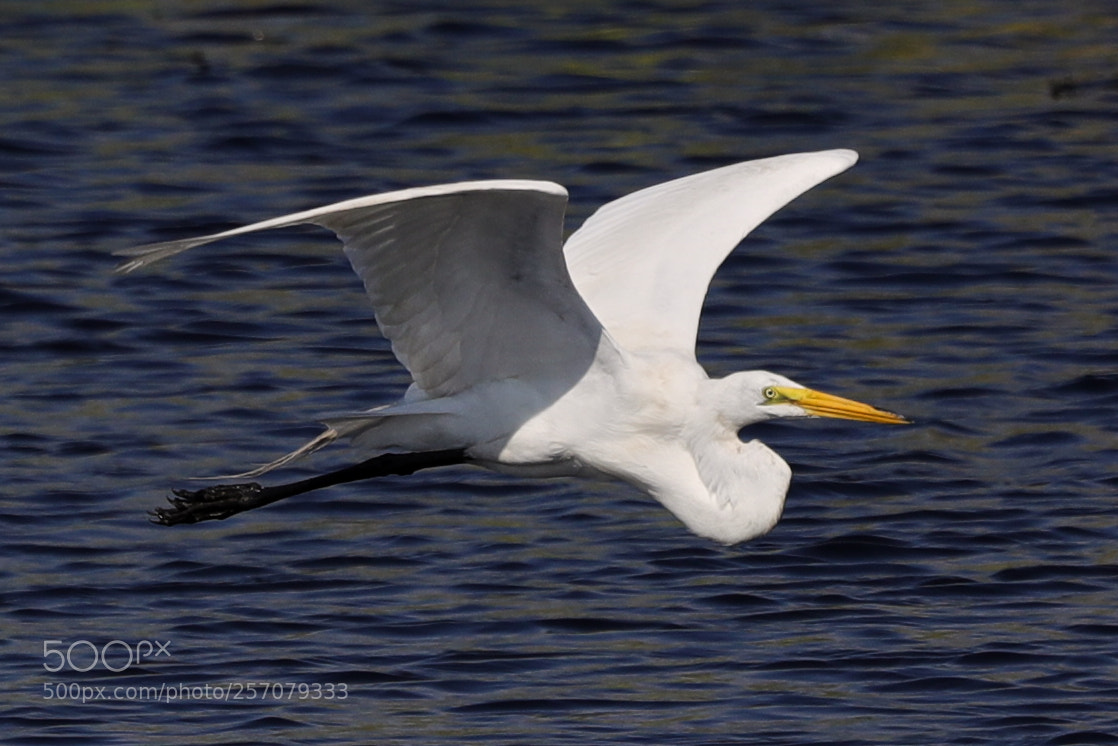 Canon EOS-1D X Mark II sample photo. 05-08-18-0016690.jpg photography