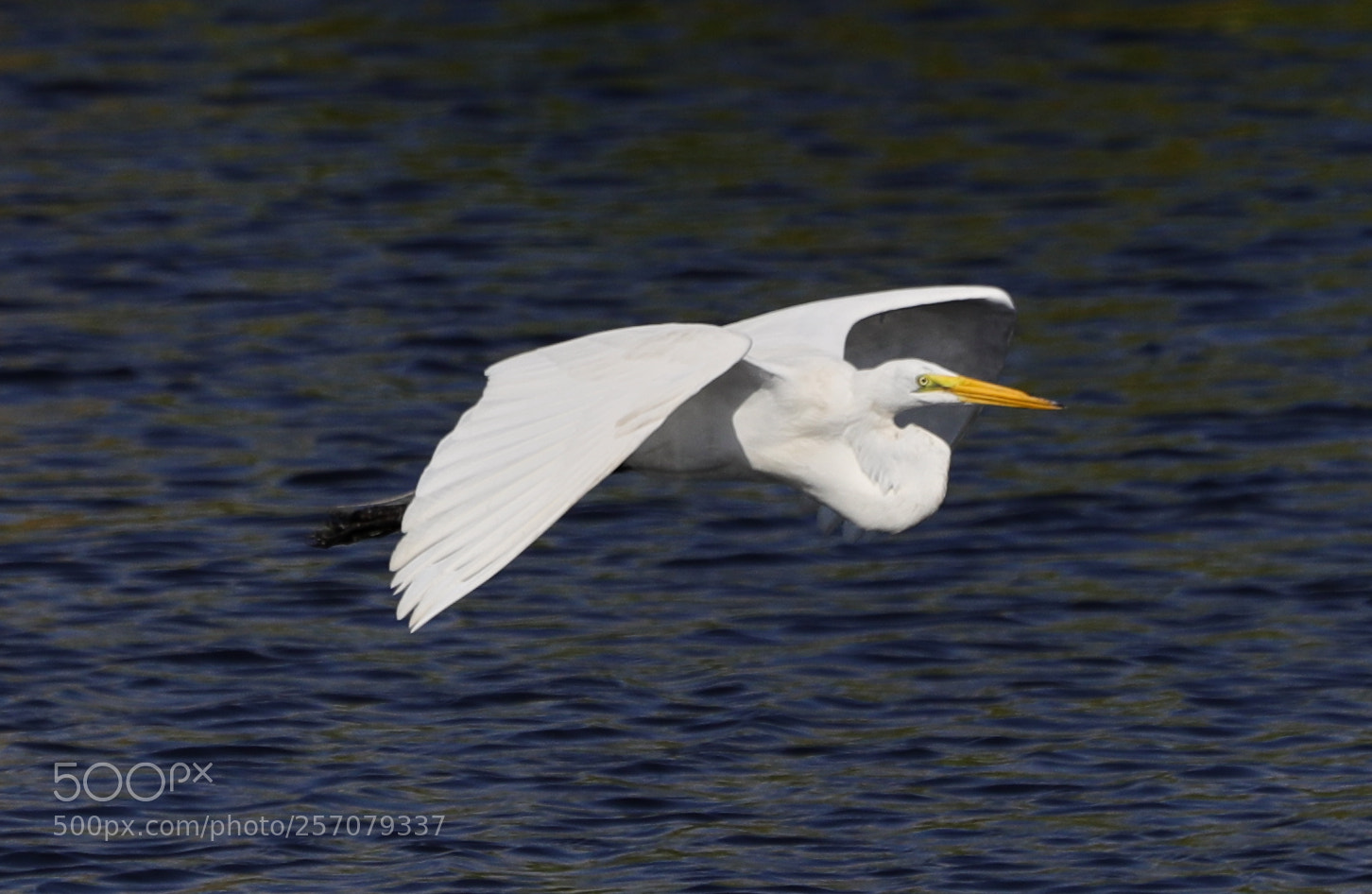 Canon EOS-1D X Mark II sample photo. 05-08-18-0016688.jpg photography