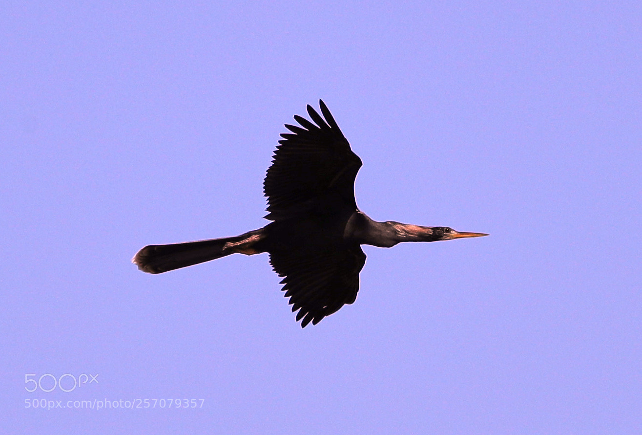 Canon EOS-1D X Mark II sample photo. 05-08-18-0016681.jpg photography