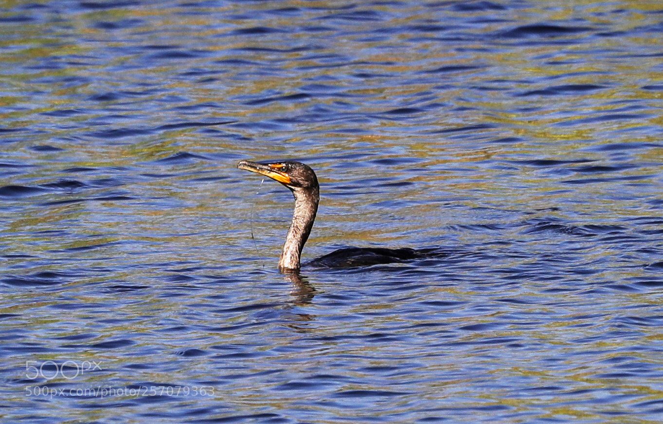 Canon EOS-1D X Mark II sample photo. 05-08-18-0016680.jpg photography