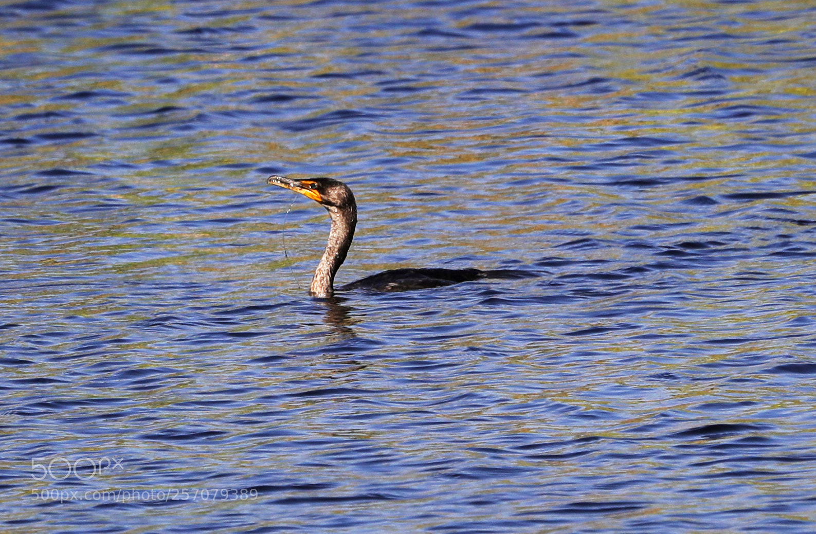 Canon EOS-1D X Mark II sample photo. 05-08-18-0016679.jpg photography