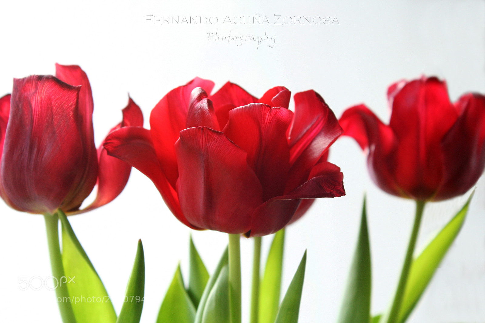 Canon EOS 350D (EOS Digital Rebel XT / EOS Kiss Digital N) sample photo. Tulips photography