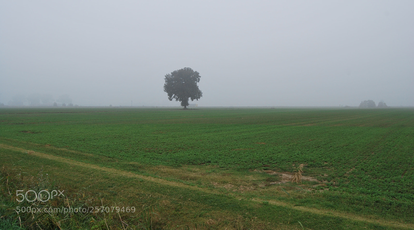 Nikon D60 sample photo. Version photography