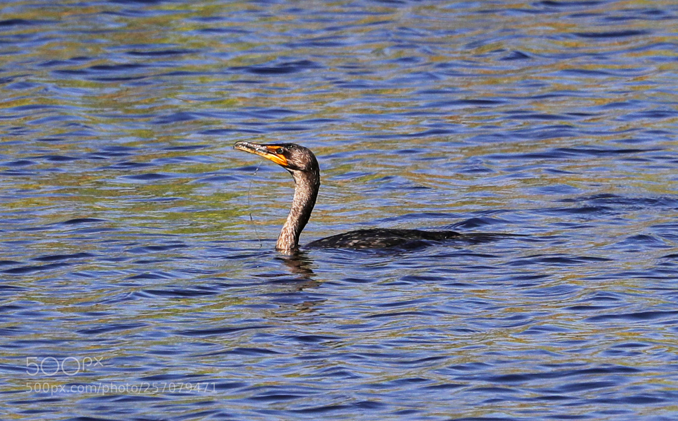 Canon EOS-1D X Mark II sample photo. 05-08-18-0016678.jpg photography