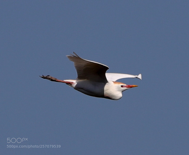 Canon EOS-1D X Mark II sample photo. 05-08-18-0016666.jpg photography