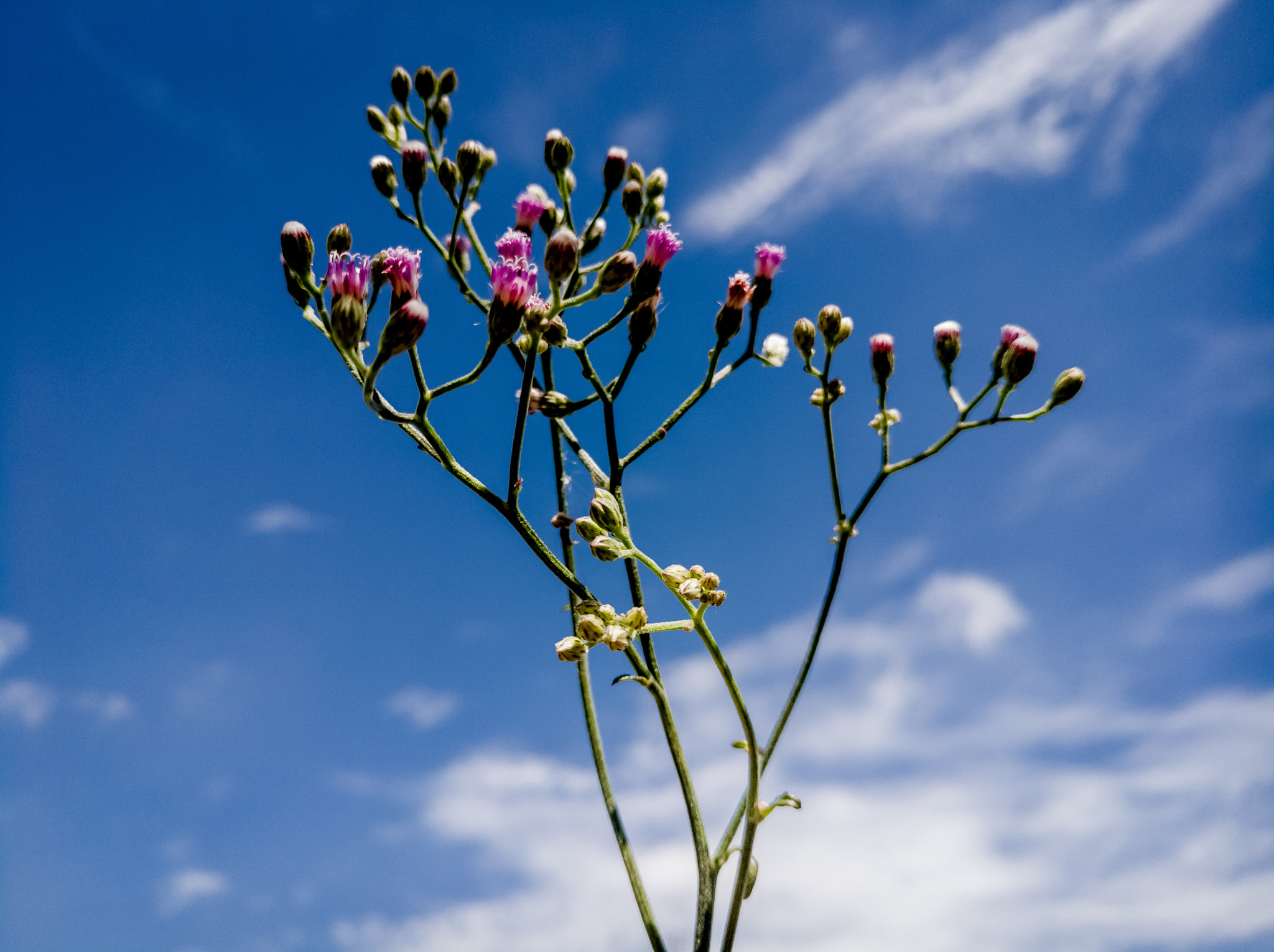 Motorola Moto Z (2) sample photo. Small pink flower bud against blue sky and cloud photography