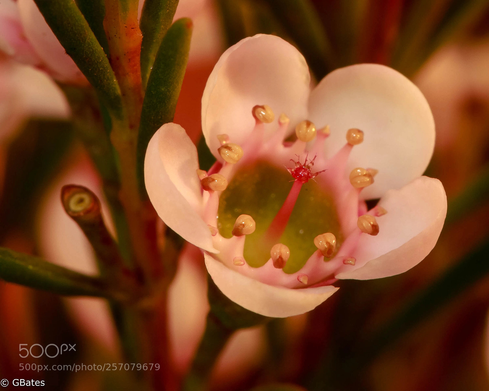 Canon EOS 6D sample photo. Tiny tiara photography