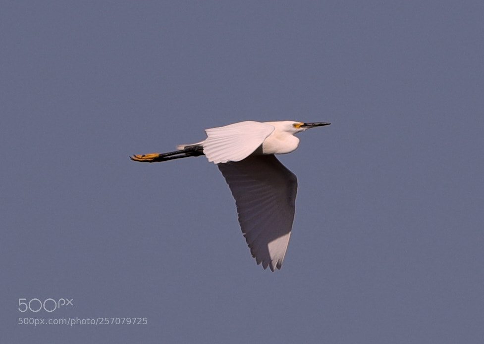 Canon EOS-1D X Mark II sample photo. 05-08-18-0016665.jpg photography