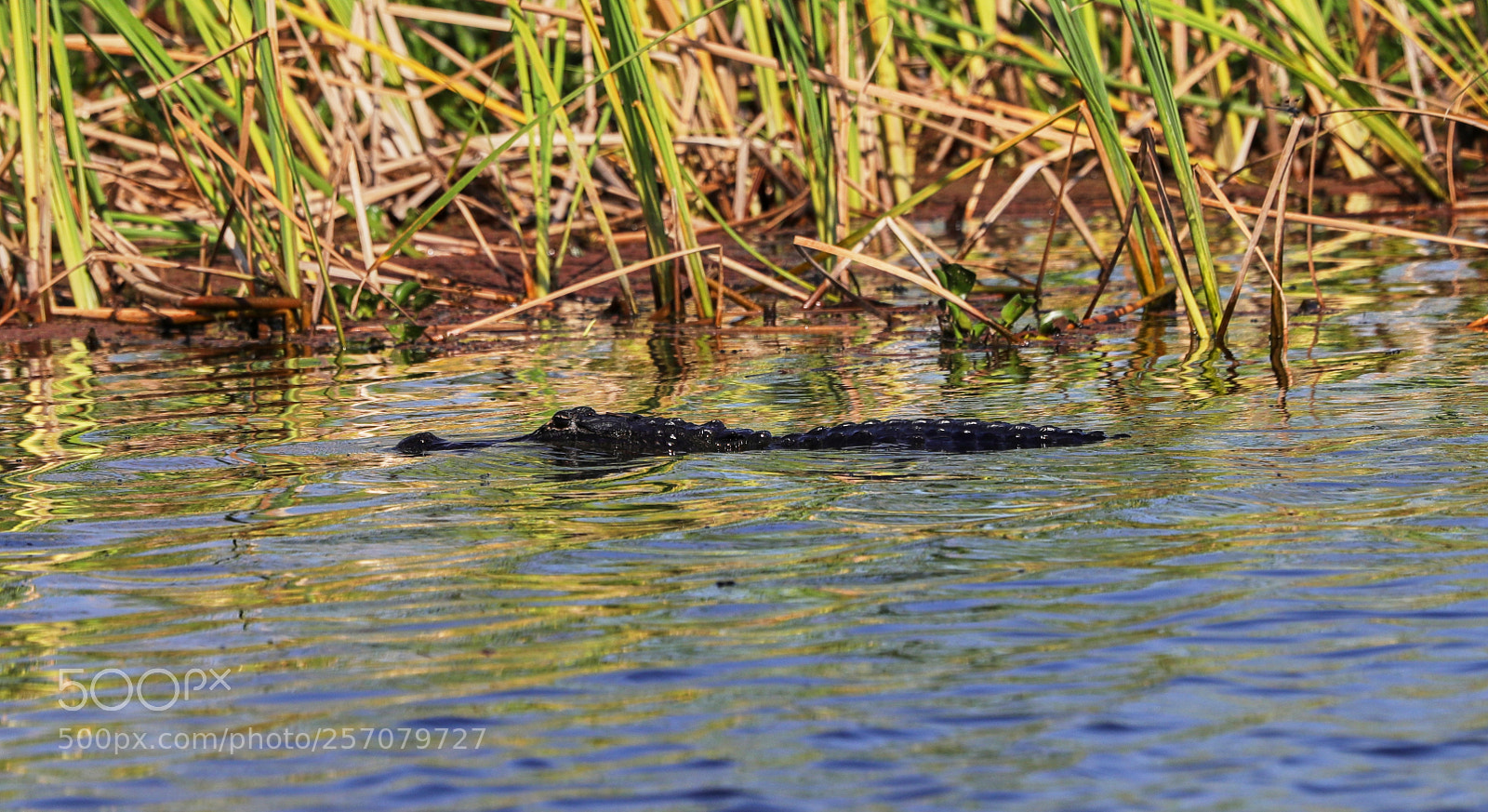 Canon EOS-1D X Mark II sample photo. 05-08-18-0016664.jpg photography
