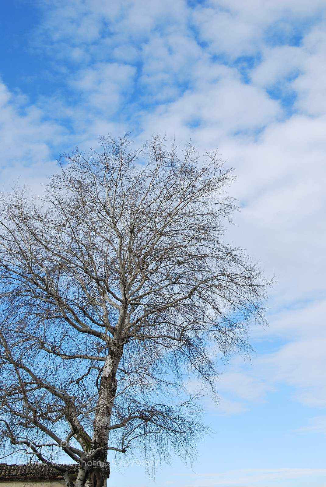 Nikon D60 sample photo. Photo (t) photography