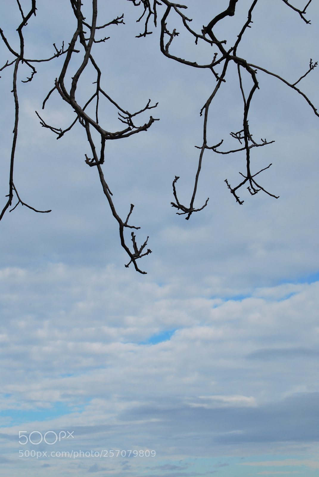 Nikon D60 sample photo. Photo (t) photography