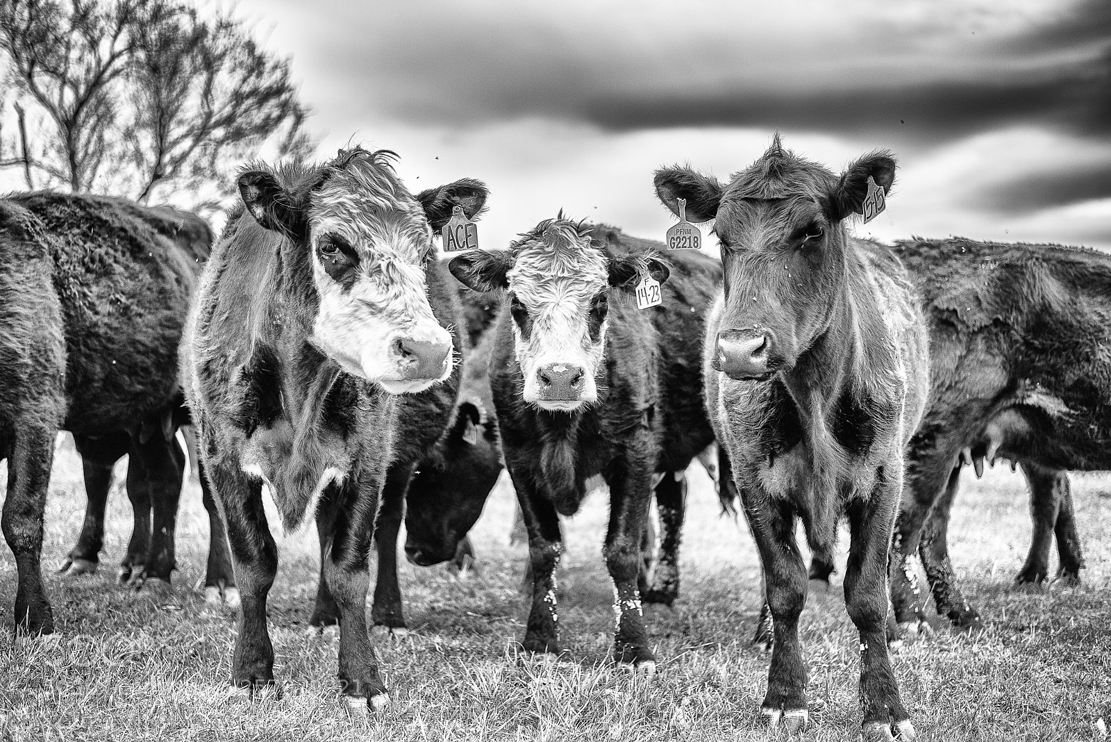 Nikon D750 sample photo. Bw cows photography