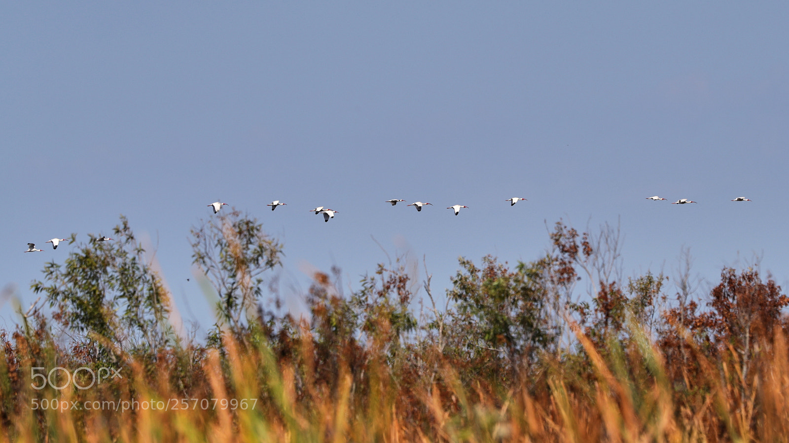 Canon EOS-1D X Mark II sample photo. 05-08-18-0016641.jpg photography