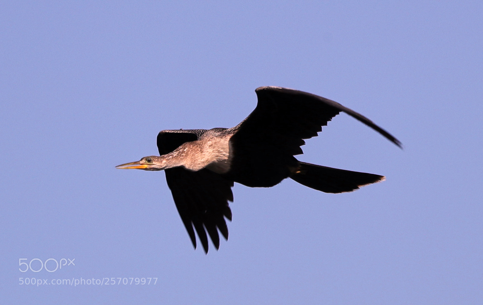 Canon EOS-1D X Mark II sample photo. 05-08-18-0016636.jpg photography