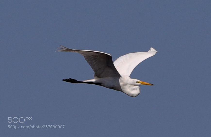 Canon EOS-1D X Mark II sample photo. 05-08-18-0016632.jpg photography
