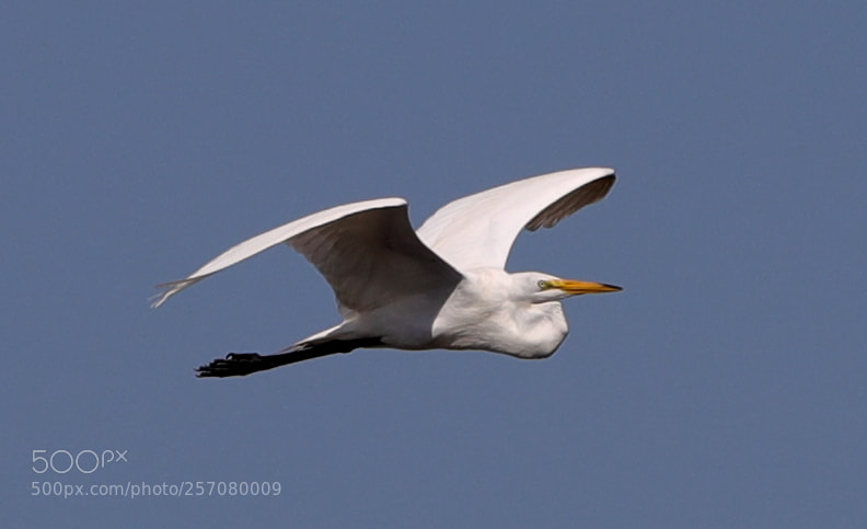 Canon EOS-1D X Mark II sample photo. 05-08-18-0016631.jpg photography