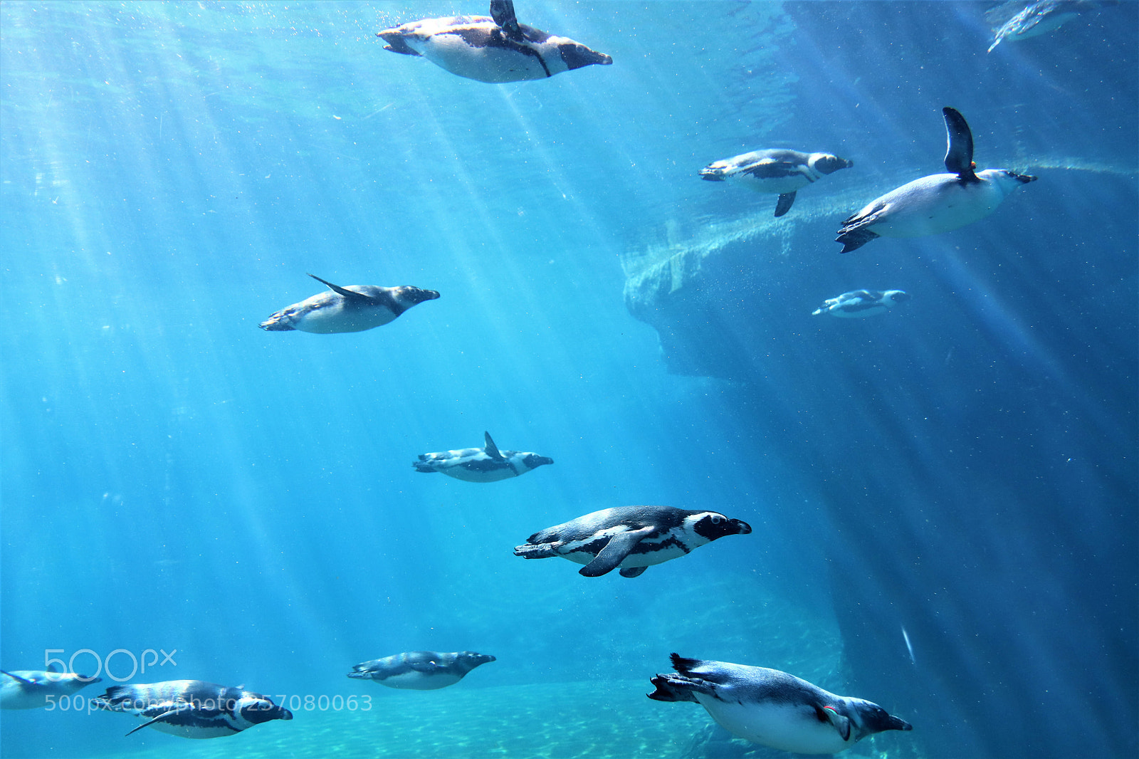 Canon EOS 77D (EOS 9000D / EOS 770D) sample photo. Penguins photography