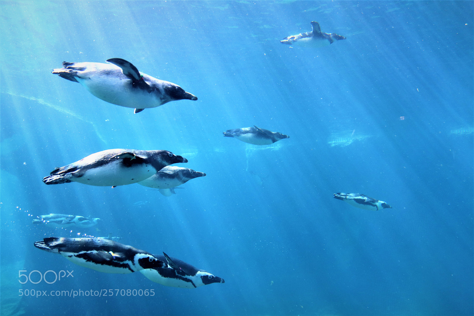 Canon EOS 77D (EOS 9000D / EOS 770D) sample photo. Penguins 2 photography