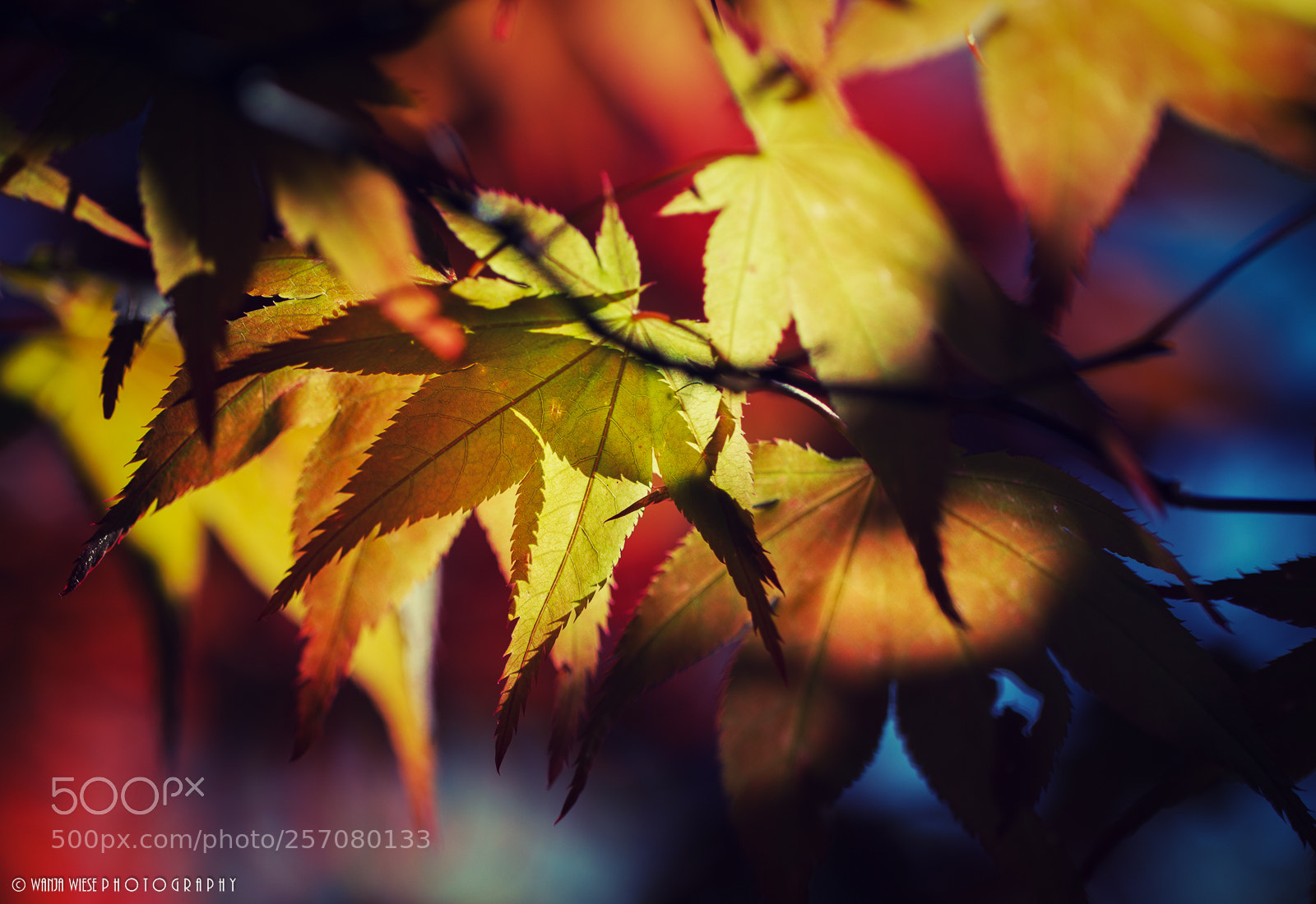 Canon EOS-1D Mark IV sample photo. Japanese maple - spring 2018 photography