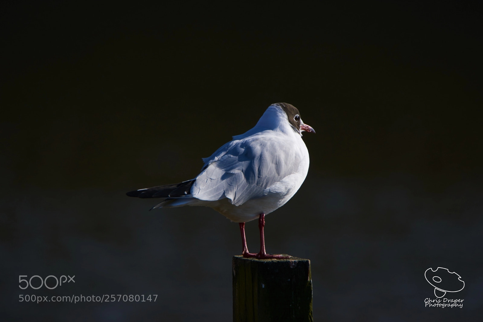 Sony ILCA-77M2 sample photo. Black-headed gull photography