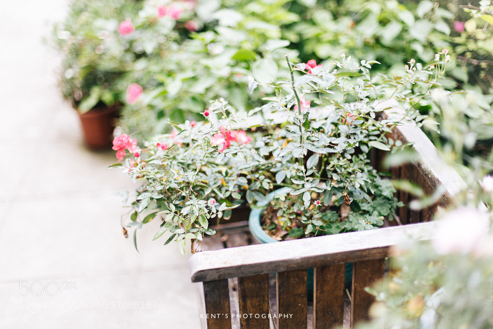Canon EOS 6D sample photo. Dream a little dream photography