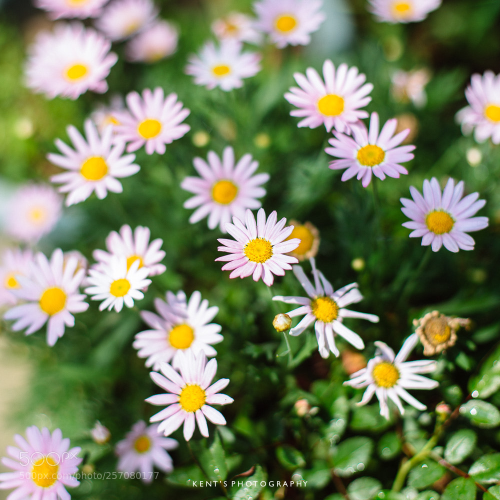 Canon EOS 6D sample photo. Summer photography