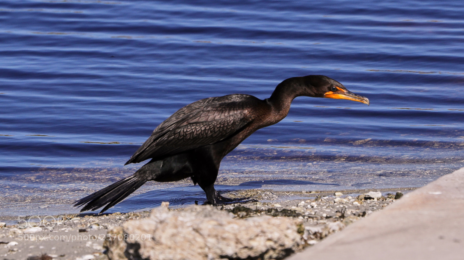 Canon EOS-1D X Mark II sample photo. 05-08-18-0016623.jpg photography