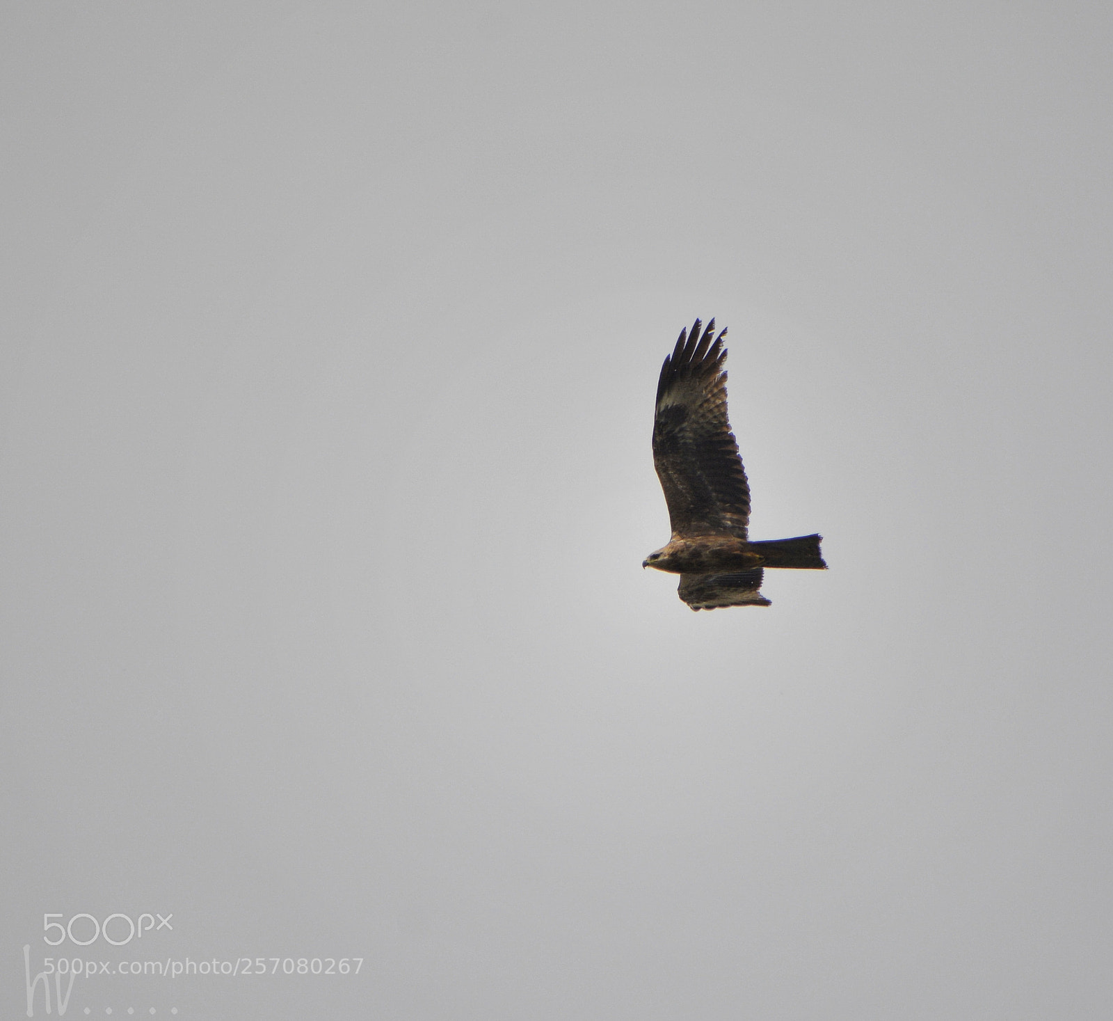 Nikon D7100 sample photo. Birdy photography