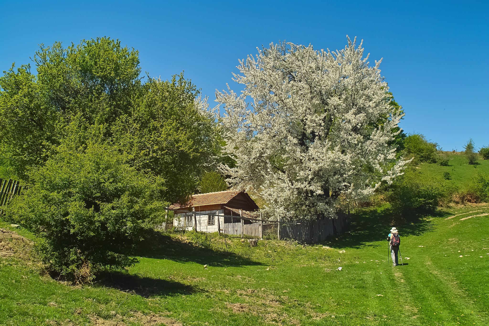 Sigma SD15 sample photo. Spring to country photography