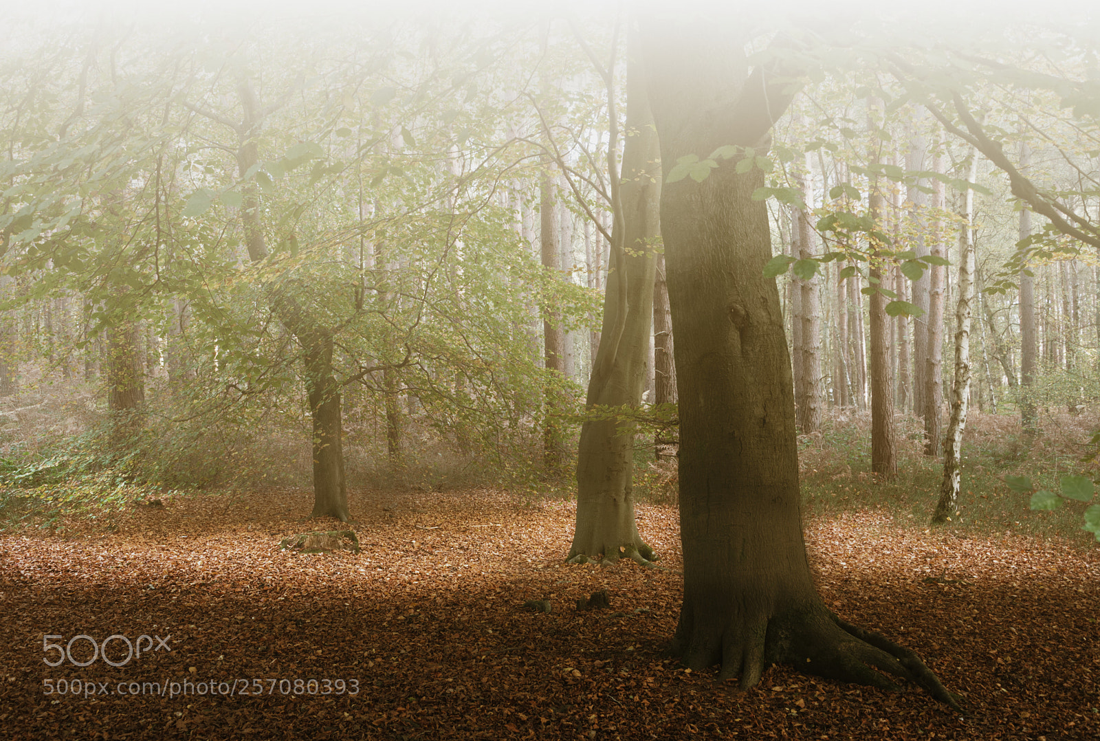 Nikon D750 sample photo. Misty trees photography