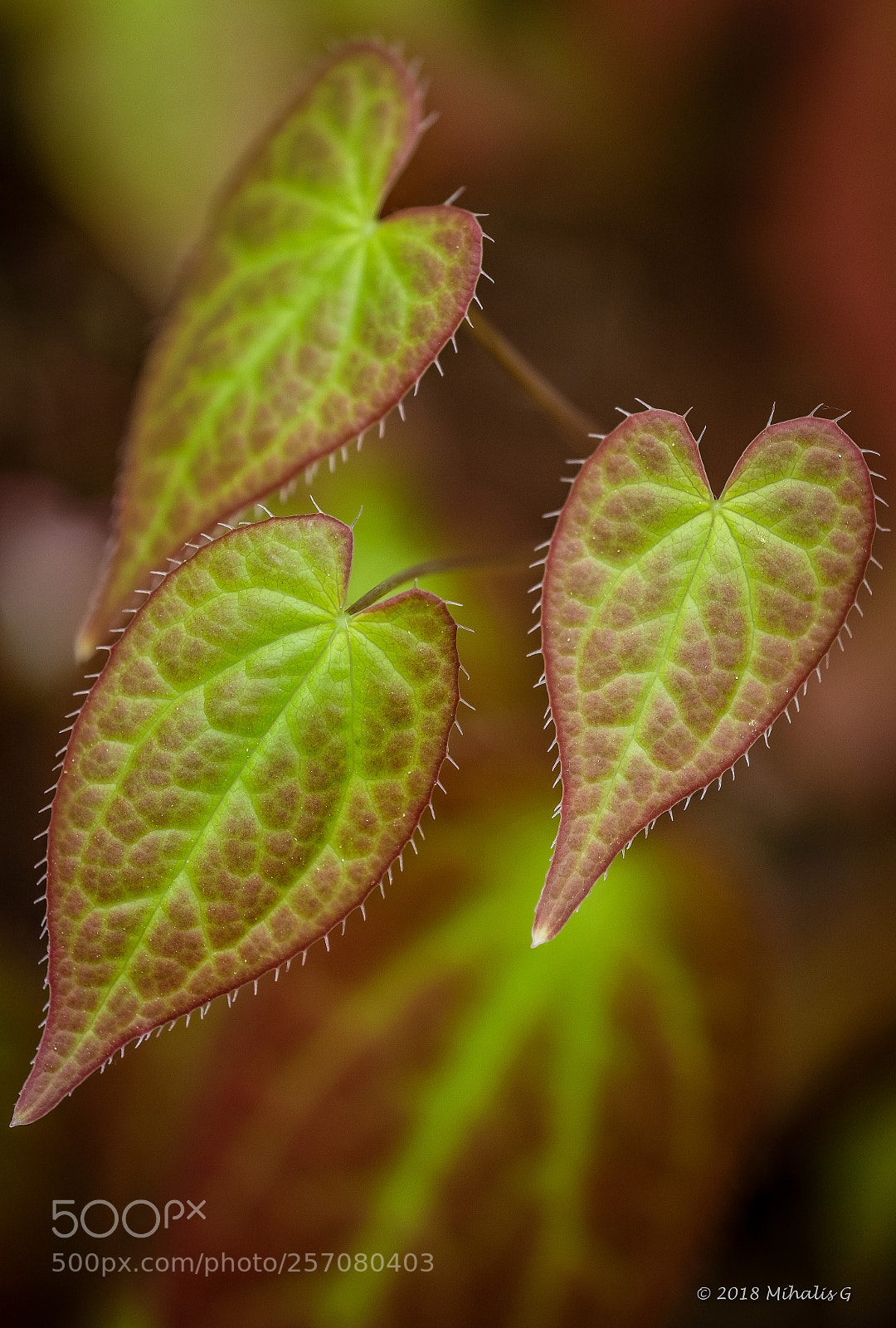Fujifilm X-T2 sample photo. Macro leaves photography