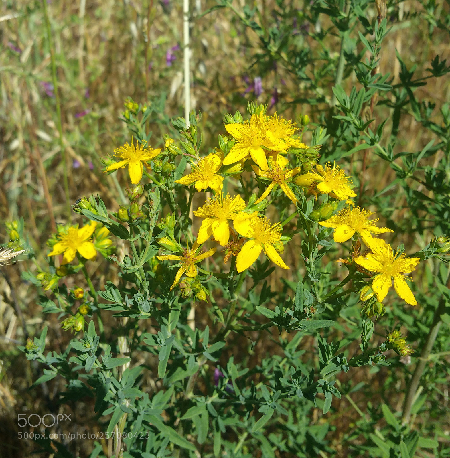 Samsung Galaxy Note4 sample photo. Yellow roadside flowers photography