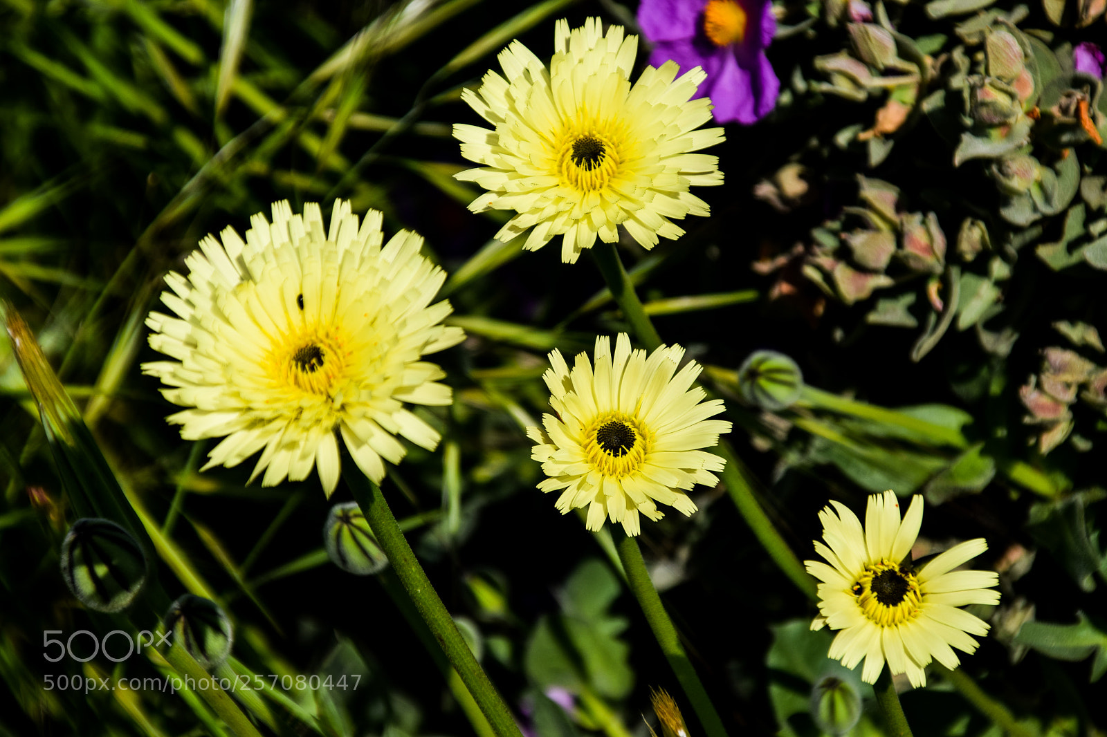 Nikon D5300 sample photo. Marguerites photography