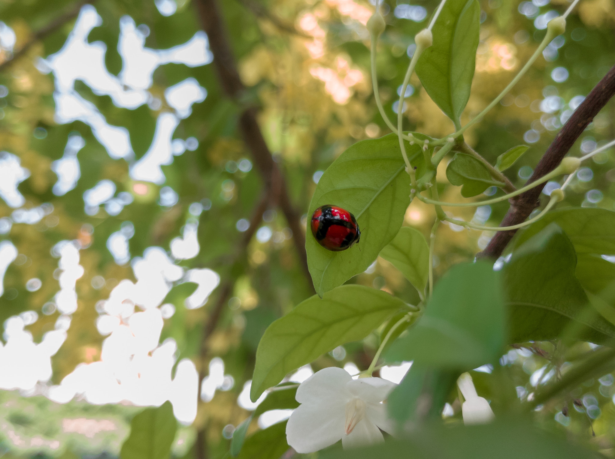 Motorola Moto Z (2) sample photo. Red ladybug on leaves photography