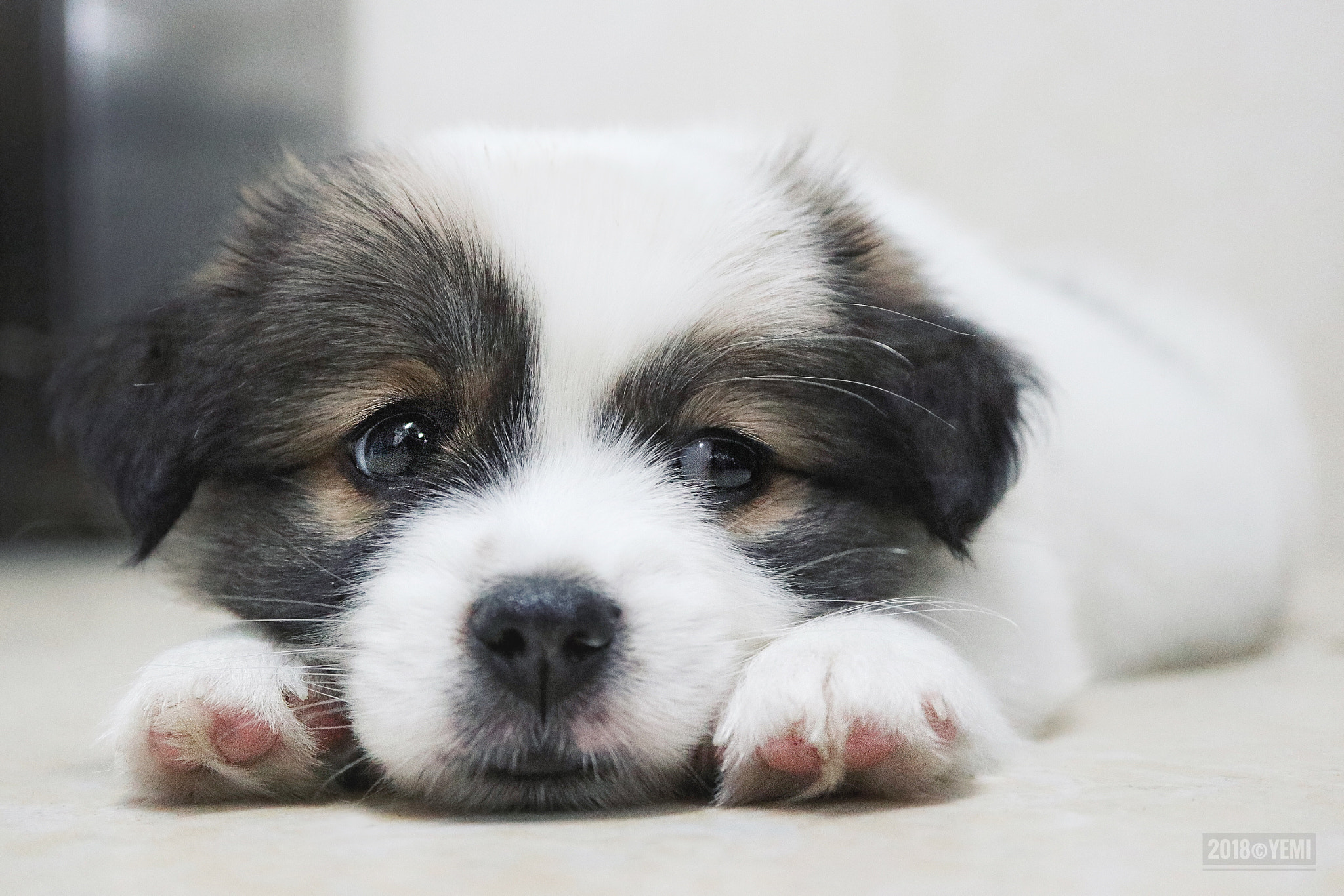 Canon EOS M6 sample photo. Dog photography
