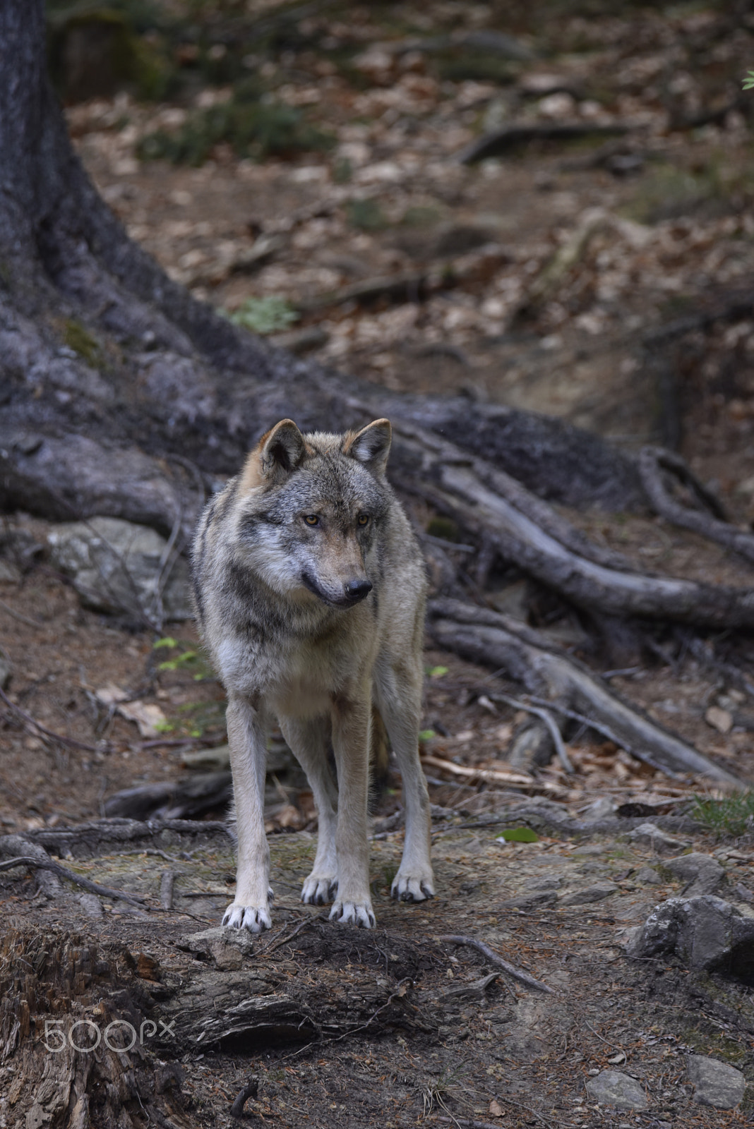 Nikon D810 sample photo. Wolf photography