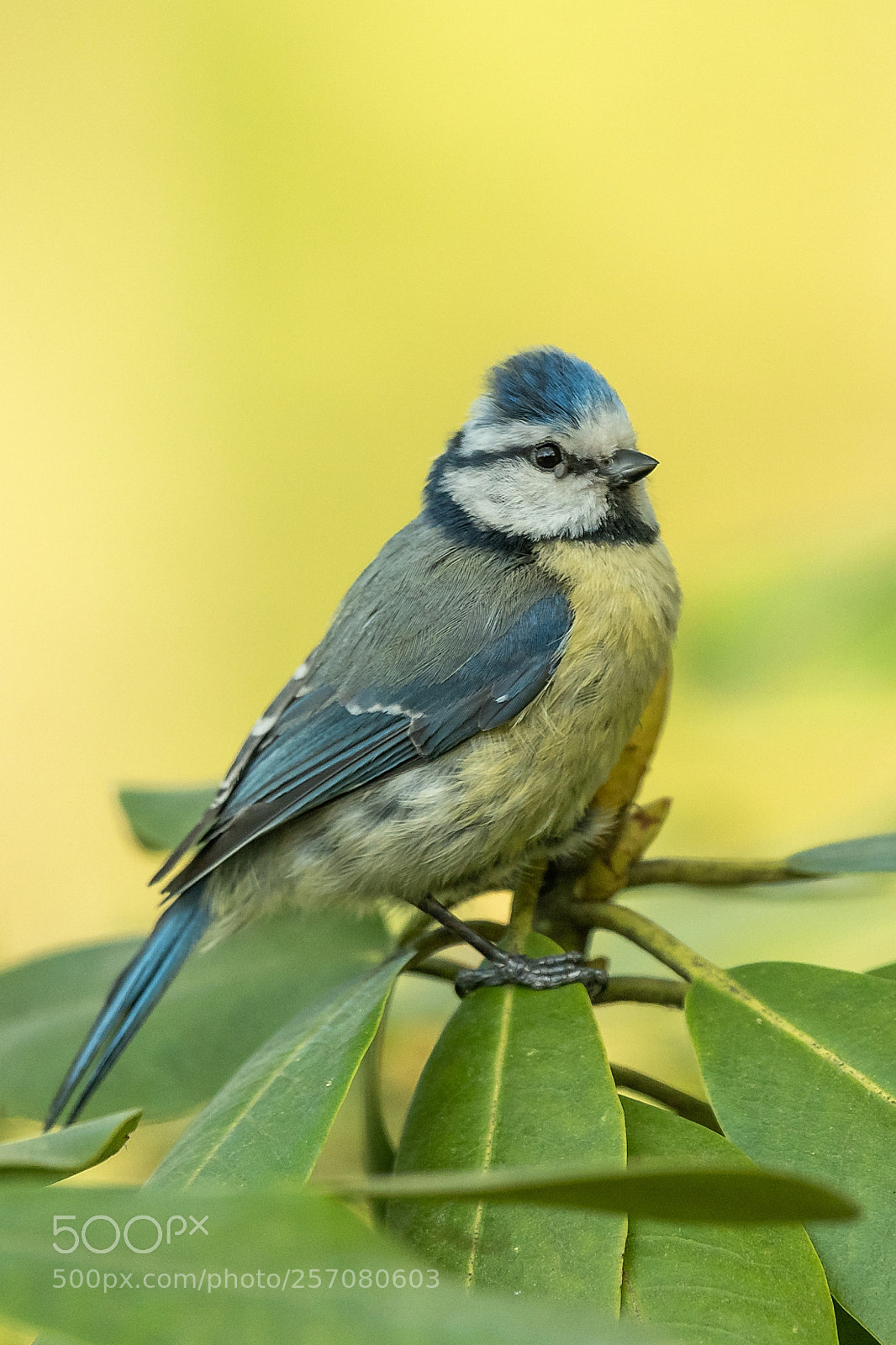 Nikon D500 sample photo. Cyanistes caeruleus photography
