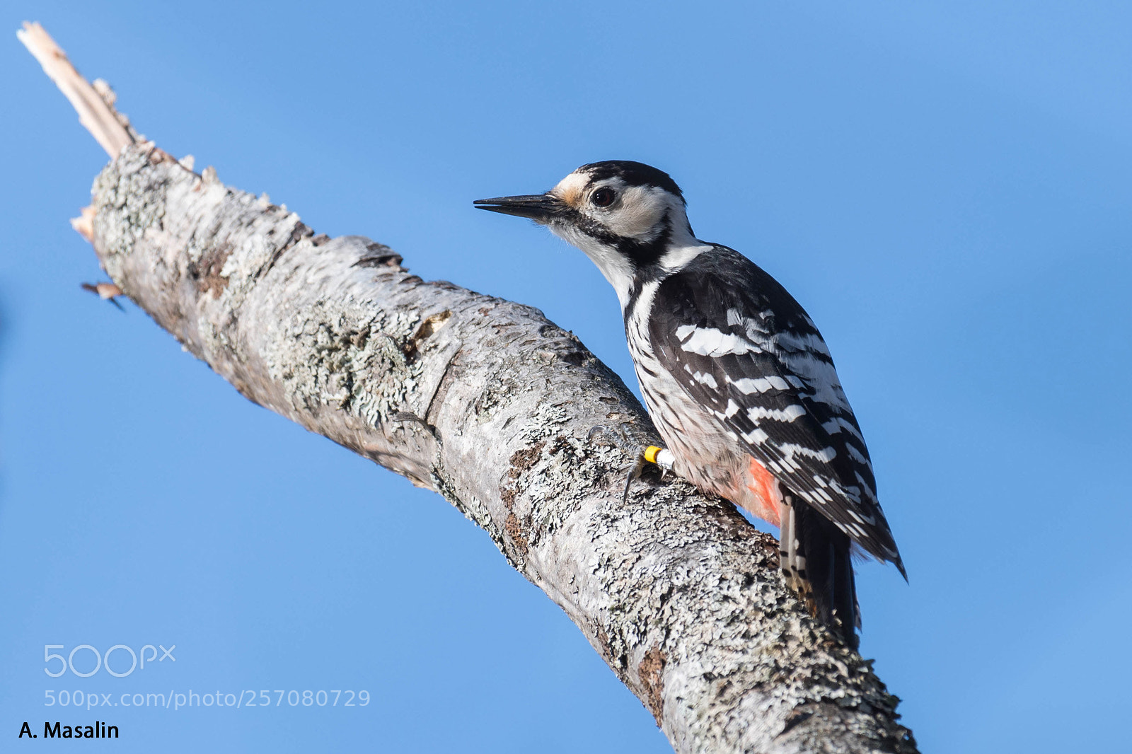 Nikon D500 sample photo. White backed woodpecker photography