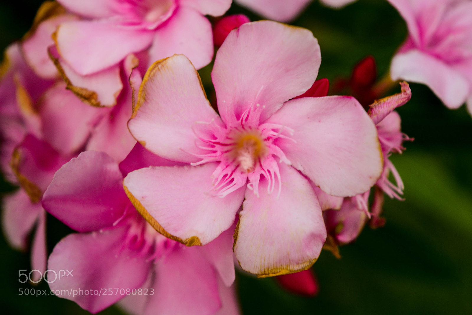 Nikon D5300 sample photo. Pink love photography