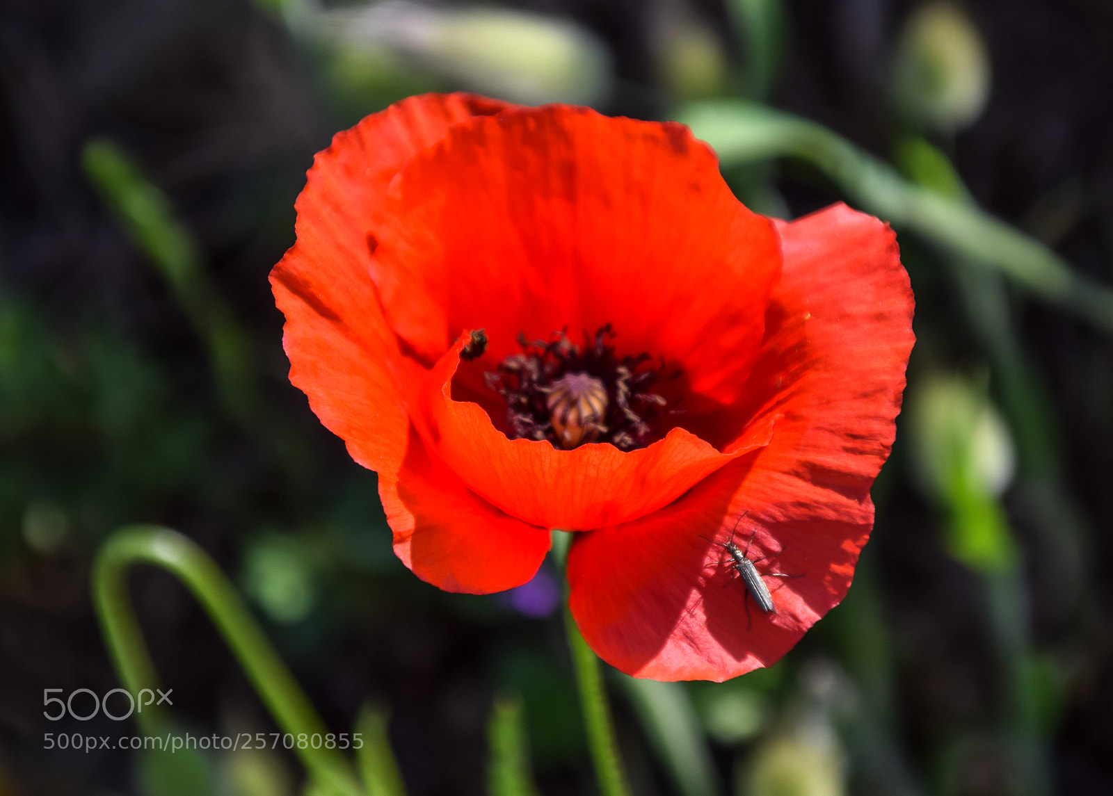Nikon D5300 sample photo. Coquelicots photography