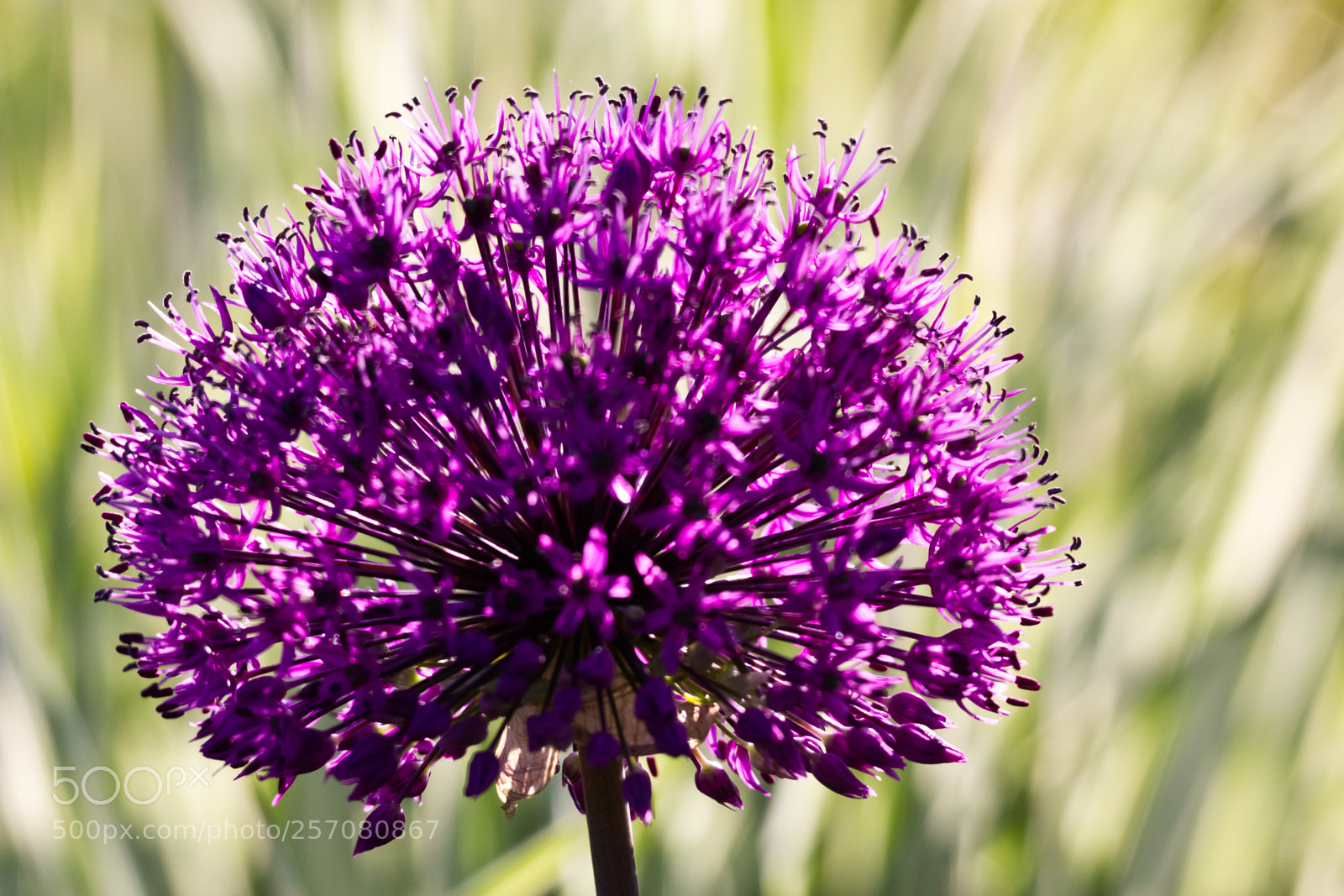 Canon EOS 60D sample photo. Found in neighbours garden photography