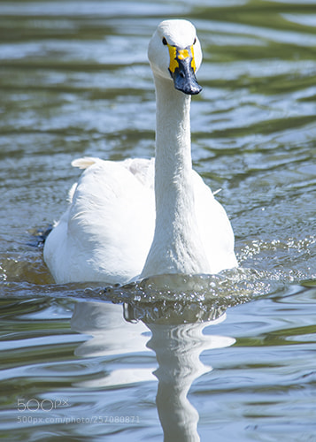 Nikon D600 sample photo. Wwt llanelli photography